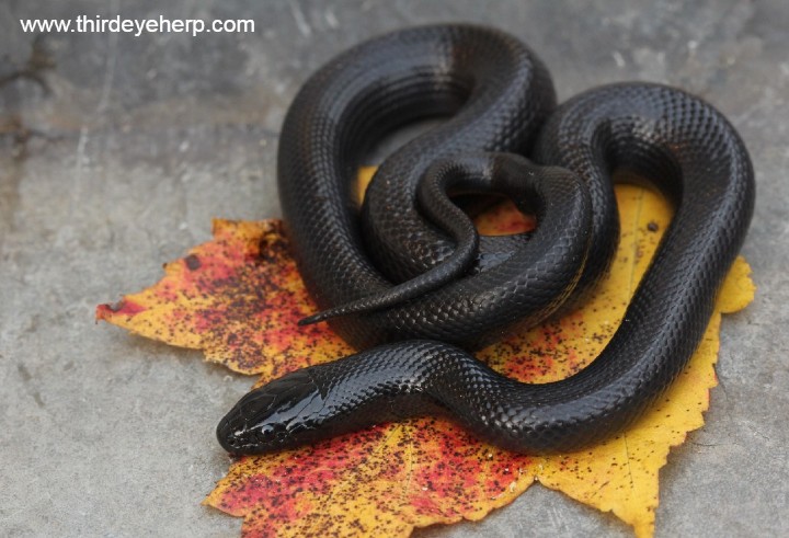 Mexican Black Kingsnake